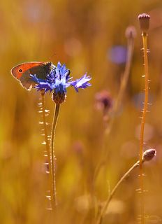 Strzępotek ruczajnik