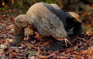 Комодский варан – самая крупная современная ящерица, весом около 70 кг и длиной около 3-х метров; наиболее крупные особи превышают в длину 3 метра и весят до 166 кг. Самые большие популяции комодского варана сосредоточены на трёх островах Малайского архипелага,- островах Ринча, Комодо и Флорес.
