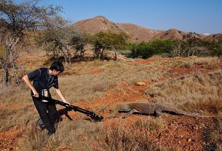 Комодские вараны ведут одиночный образ жизни, лишь изредка объединяясь в непостоянные группы во время кормёжки и в период спаривания.