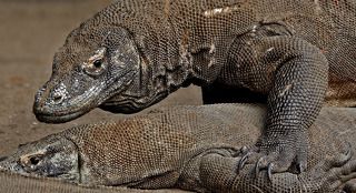 Количество мужских особей в несколько раз превышает количество женских. Претендуя на доминацию, самцы ежедневно участвуют в междоусобных стычках, оставляя на шкуре соперников многочисленные шрамы и порезы.