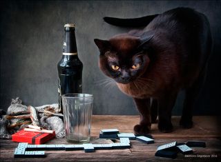 Вот и пиво... ну, открывайте, в домино сыграем!