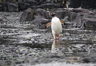 Бегущая по волнам