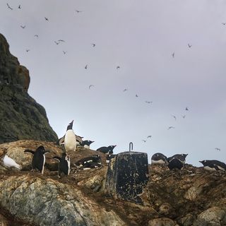 Чому я ни сокiл, чому не лiтаю...