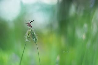 взлетные колоски