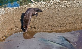 любопытство