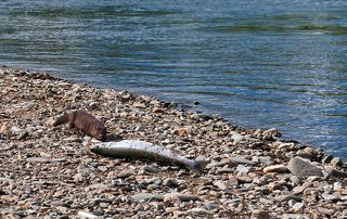 перед броском