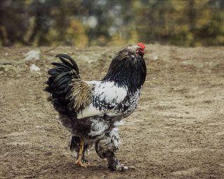 Петух Принц - смесь брамы с фаверолем