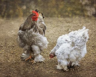 - Слушаюсь, мой господин!
Кохинхины