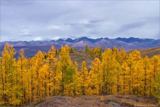 Огненно-рыжие лиственницы на фоне Курайского хребта.