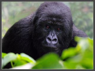 Страж. Но несмотря на суровый вид, они любопытны и не агрессивны