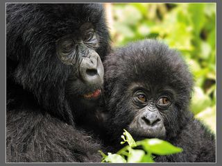 Нежность. К своим детёнышам все без исключения члены семейной группы терпимы и внимательны