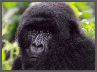 Взгляд осмысленен и не оставялет сомнений в наличии разума