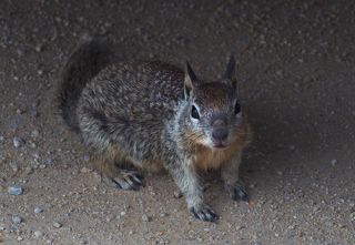 1.Калифорни́йский су́слик( Spermophilus beecheyi) — грызун рода сусликов.