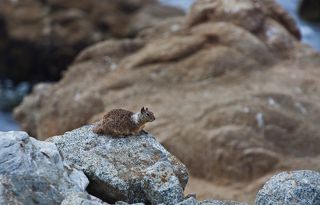 2. Мех пятнистый. Окраска меха спины и верха головы пёстрая, смешанная из серых и светло-коричневых и тёмных цветов. Брюхо более светлое. Мех вокруг глаз белого цвета, а вокруг ушей чёрного.