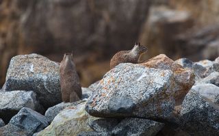 3. Длина тела около 30 см. Длина хвоста 18 см. Хвост нетипично густой для сусликов, из-за чего его можно перепутать с чёрной белкой (Sciurus niger), которая также обитает в Калифорнии