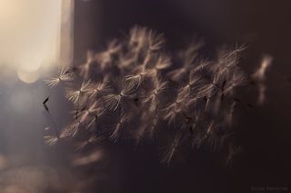 мотыльки летят на свет ...