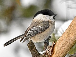 буроголовая гаичка (пухляк) - птица года 2017