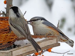 обыкновенный поползень, пухляк