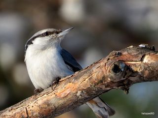 обыкновенный поползень