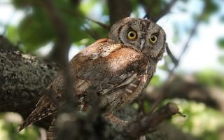 Сплю́шка, или обыкнове́нная со́вка. (лат. Otus scops)