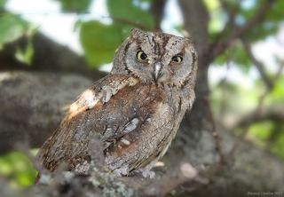 Сплю́шка, или обыкнове́нная со́вка. (лат. Otus scops)