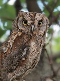 Сплю́шка, или обыкнове́нная со́вка. (лат. Otus scops)