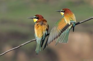 Золотистая щурка.(лат. Merops apiaster).