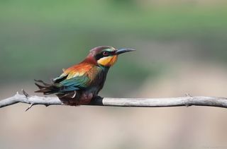 Золотистая щурка.(лат. Merops apiaster).
