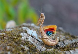 Пятнистокрылый богомол (Iris polystictica).