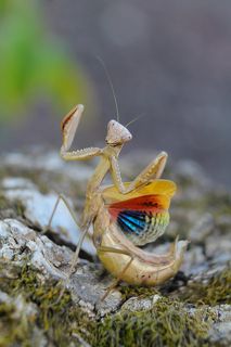 Пятнистокрылый богомол (Iris polystictica).
