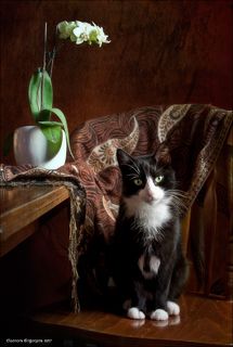 Котик по имени Дым живёт у дочки около четырёх лет. У него искалечена задняя лапка, его долго лечили и ограничивали в движении, поэтому он стал ворчлив, отбирает вкусняшки у остальных. Бывает очень нежным и ласковым под настроение