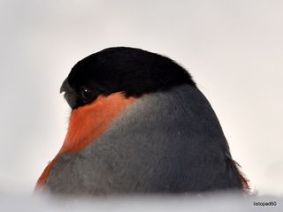 обыкновенный снегирь