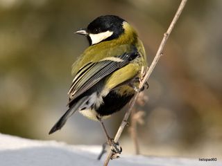 большая синица