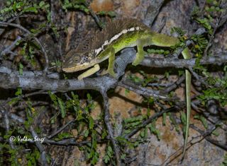 Белаландский хамелион, Furcifer belalandaensis.
Очень редкая зверюшка! Обратите внимание на лапки хамелеона. На то как расположены пальцы! Его пять пальцев на каждой лапе разделены на 2 группы и противопоставлены друг другу. Получаются настоящие клещи для захвата. С такими очень удобно передвигаться по ветвям - клещи надёжно удерживают животное в любой ситуации, будь даже сильный ветер.