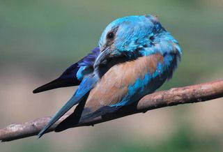 Обыкновенная сизоворонка.(лат. Coracias garrulus)