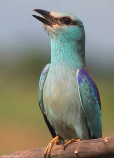 Обыкновенная сизоворонка.(лат. Coracias garrulus)