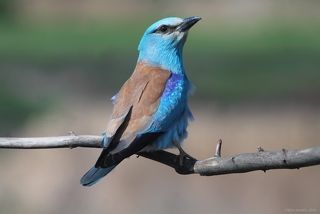 Обыкновенная сизоворонка.(лат. Coracias garrulus)