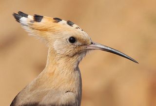 Удод. (лат. Upupa epops).