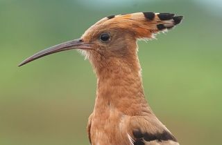 Удод. (лат. Upupa epops).