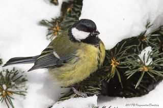 Большая синица