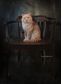 Кот. Просто Кот.