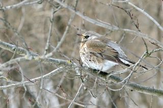 Дрозд рябинник