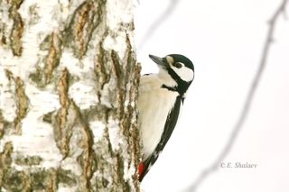 Большой пестрый дятел