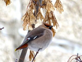 Свиристель