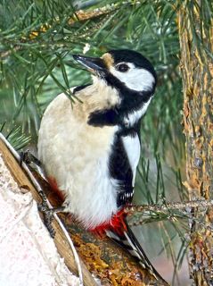 Большой пестрый дятел