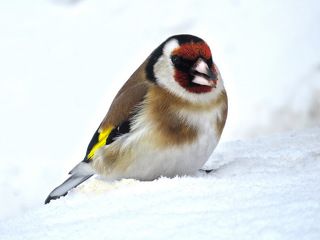 Черноголовый шегол