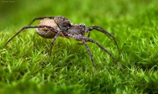 Паучиха всячески заботится о коконе, оберегает и защищает  его.