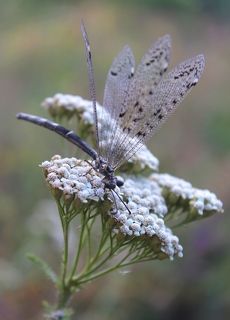 Муравьи́ный лев (лат. Myrmeleontidae)