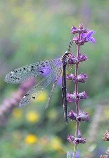 Муравьиный лев (лат. Myrmeleontidae)