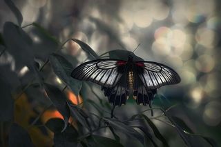 Парусник Лови